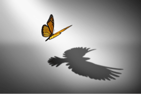 Butterfly_Dove_Shadoe