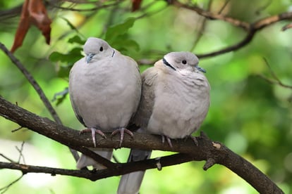 birds on a branch