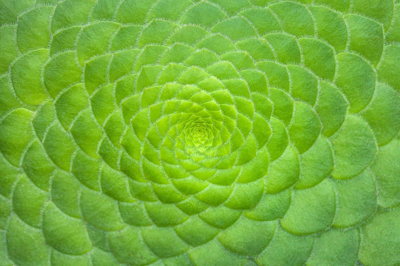 succulent shape