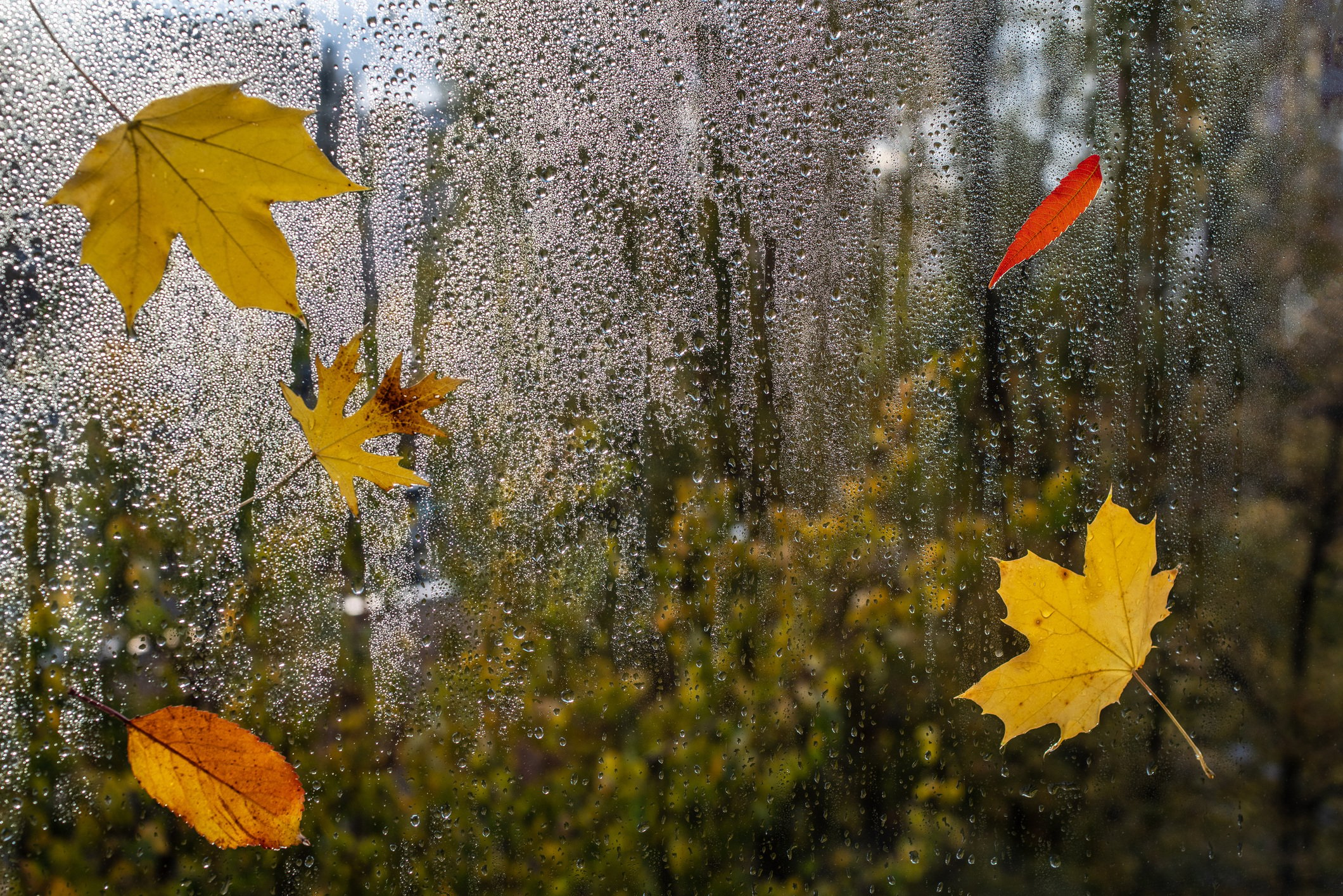 Raindrops on a window pane with colorful leaves