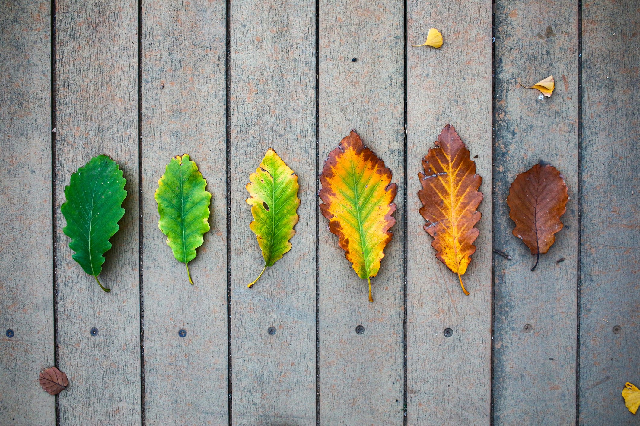 Leaf color transition in autumn season