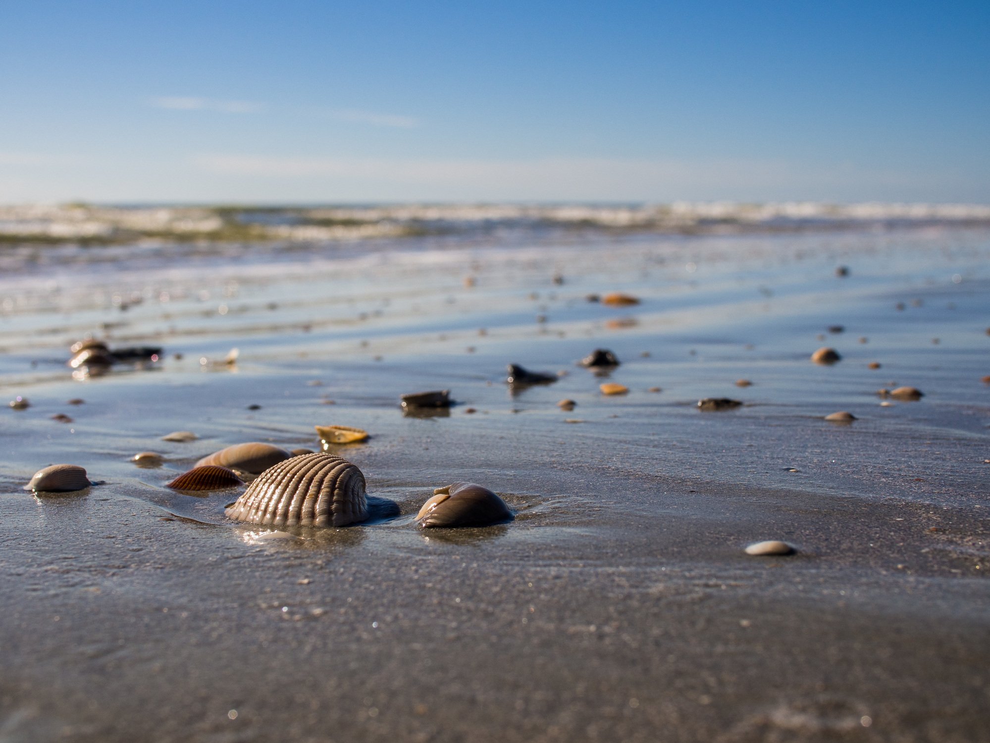 shells scattered across a seaside beach