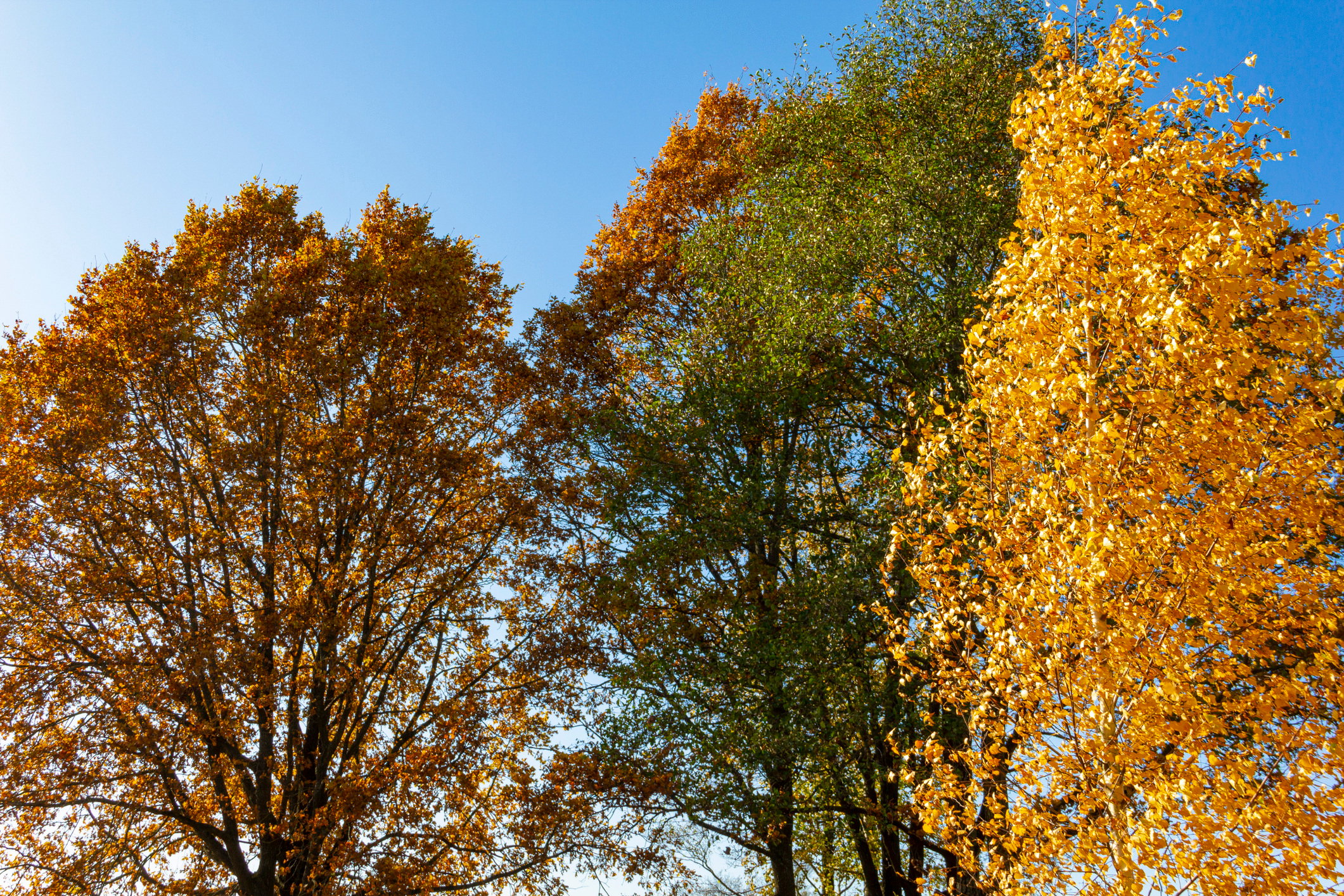 autumn leaf in autumn tree background