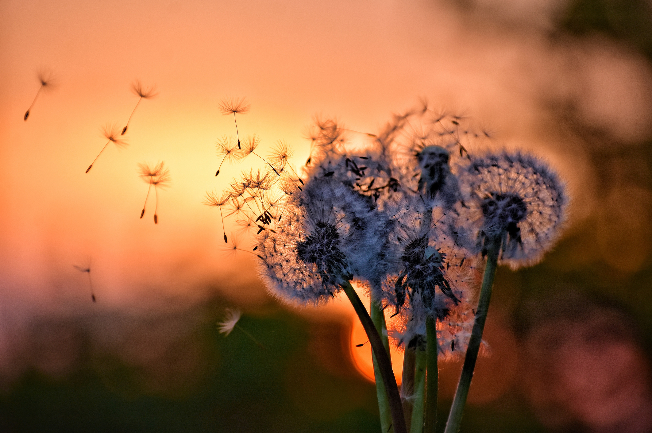 Fluffy Dandelions On Sunset